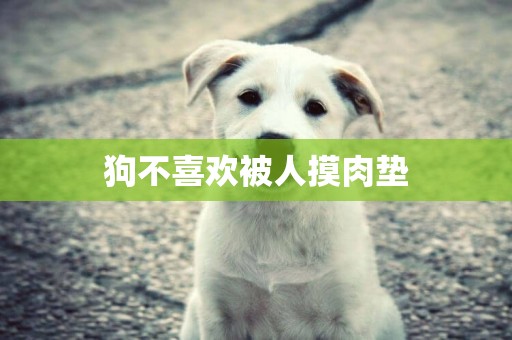狗不喜歡被人摸肉墊