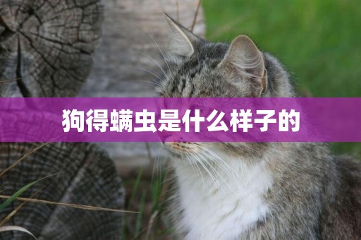 狗得螨蟲是什么樣子的