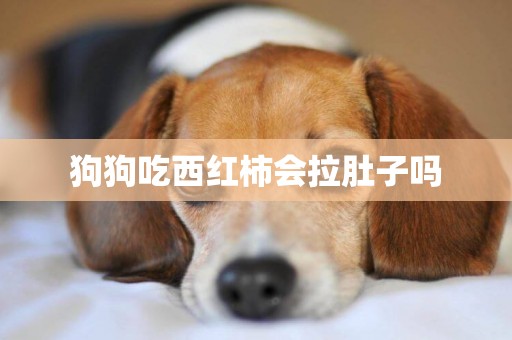 狗狗吃西紅柿會拉肚子嗎
