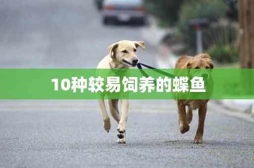 10種較易飼養的蝶魚