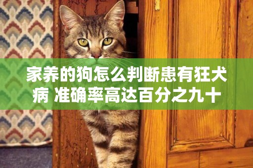 家養的狗怎么判斷患有狂犬病 準確率高達百分之九十