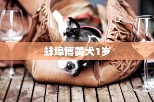 蚌埠博美犬1歲