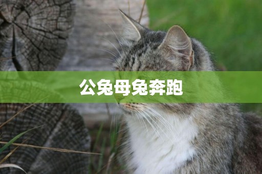 公兔母兔奔跑