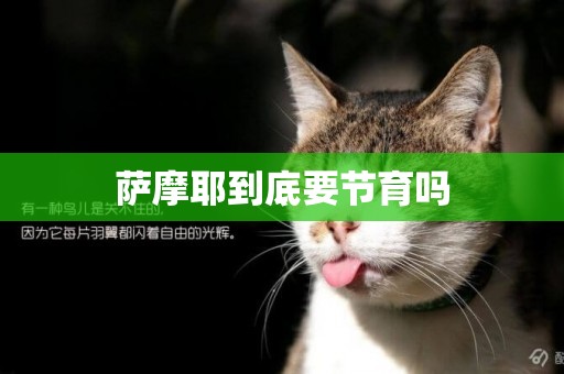 薩摩耶到底要節育嗎