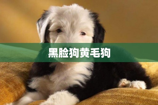 黑臉狗黃毛狗