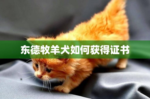 東德牧羊犬如何獲得證書