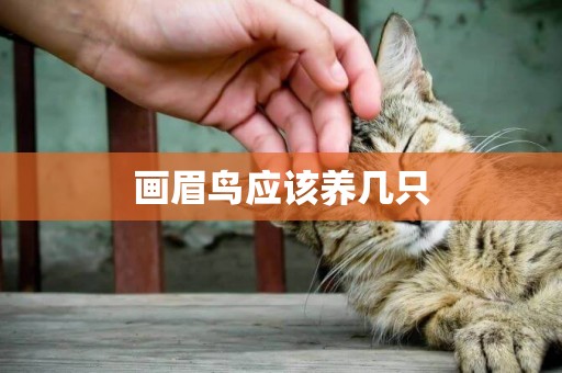 畫眉鳥應該養幾只
