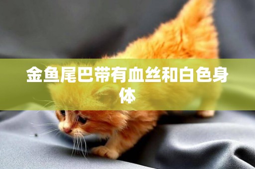 金魚尾巴帶有血絲和白色身體