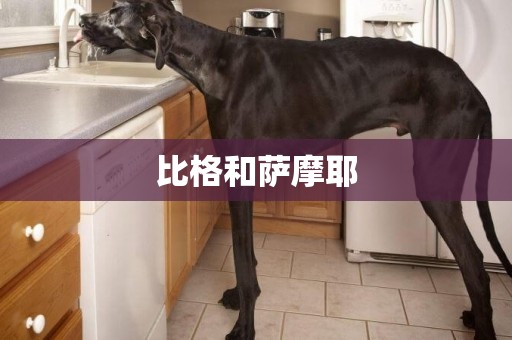 比格和薩摩耶