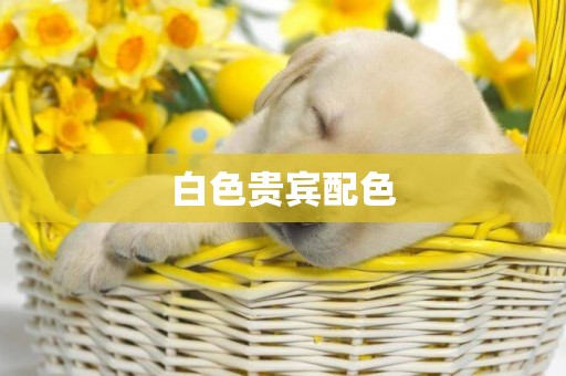 白色貴賓配色