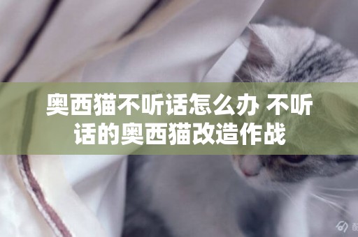 奧西貓不聽話怎么辦 不聽話的奧西貓改造作戰