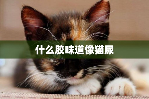 什么膠味道像貓尿
