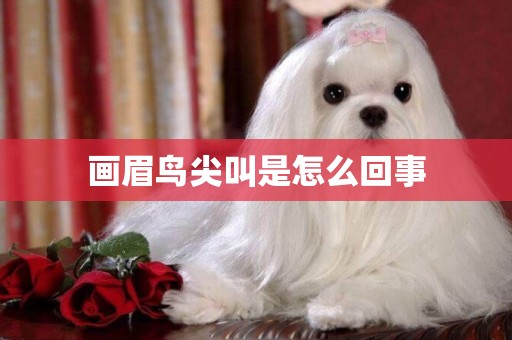 畫眉鳥尖叫是怎么回事