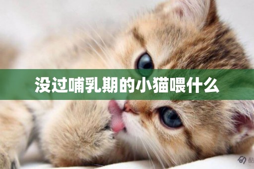 沒過哺乳期的小貓喂什么