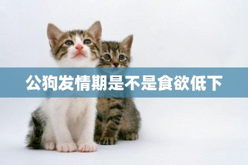 公狗發情期是不是食欲低下