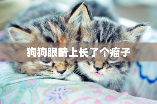 狗狗眼睛上長了個瘤子
