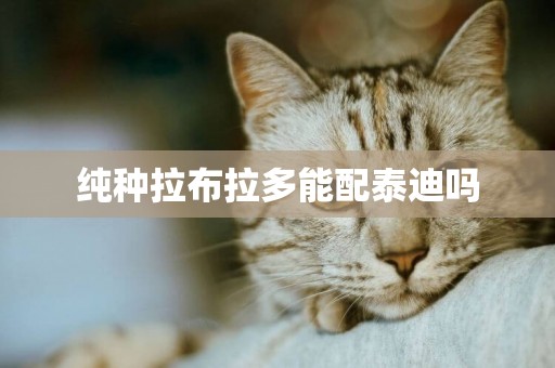 純種拉布拉多能配泰迪嗎