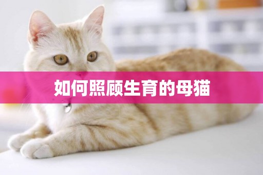 如何照顧生育的母貓