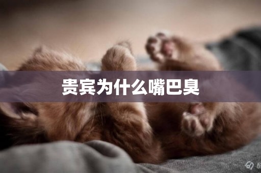 貴賓為什么嘴巴臭