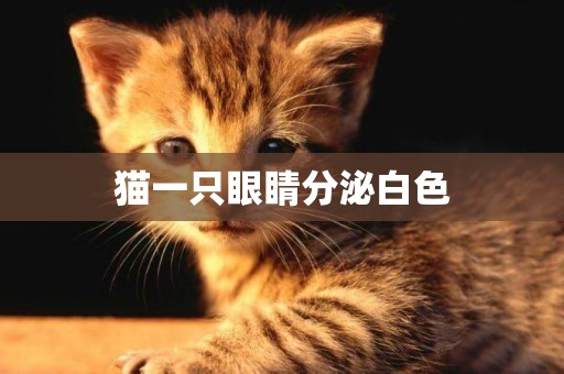 貓一只眼睛分泌白色