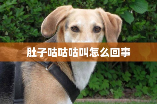 肚子咕咕咕叫怎么回事