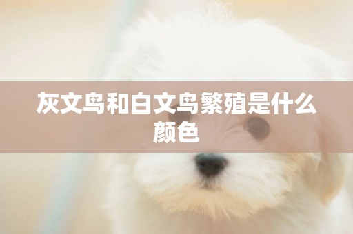 灰文鳥和白文鳥繁殖是什么顏色
