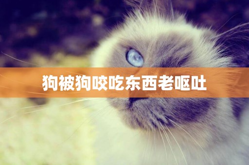 狗被狗咬吃東西老嘔吐