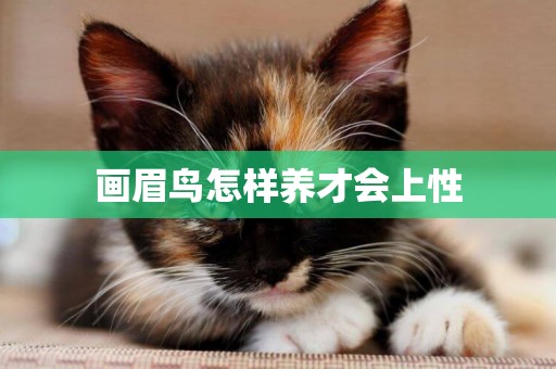畫眉鳥怎樣養才會上性
