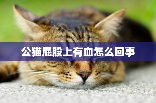 公貓屁股上有血怎么回事
