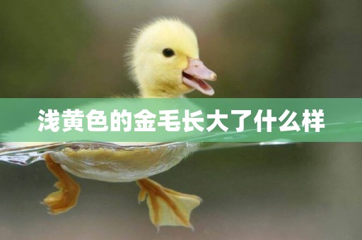 淺黃色的金毛長大了什么樣