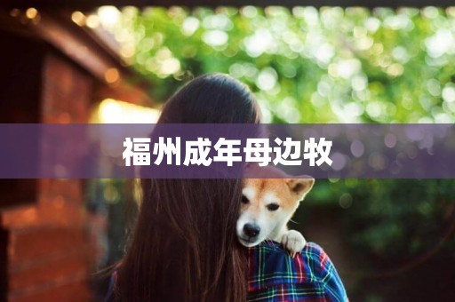 福州成年母邊牧