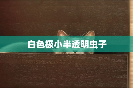 白色極小半透明蟲子