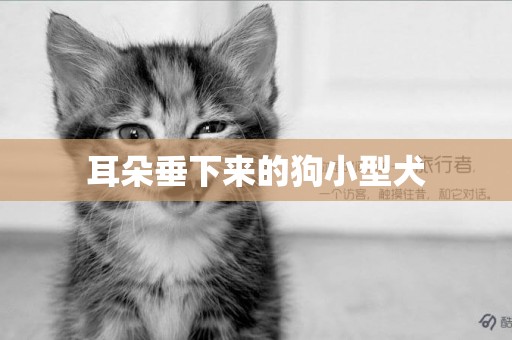 耳朵垂下來的狗小型犬