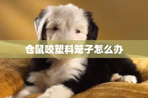 倉鼠咬塑料籠子怎么辦
