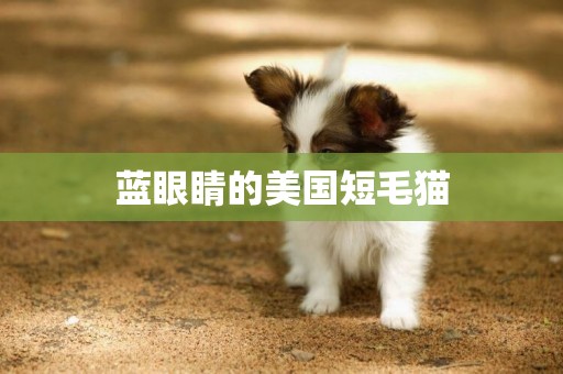 藍眼睛的美國短毛貓