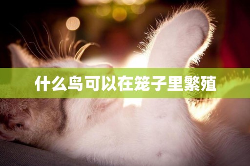 什么鳥可以在籠子里繁殖