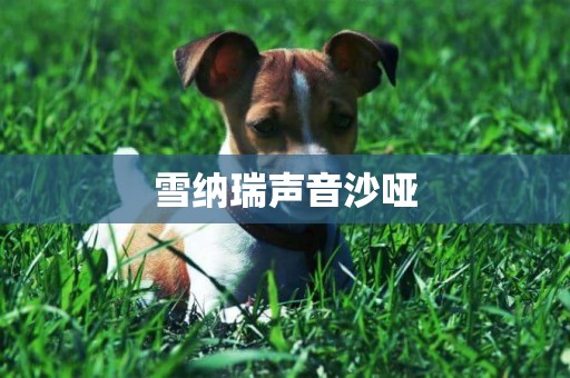 雪納瑞聲音沙啞