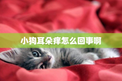 小狗耳朵癢怎么回事啊