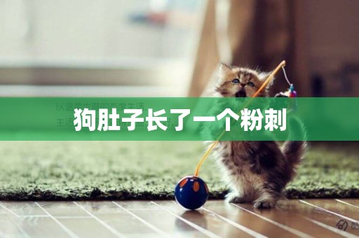 狗肚子長了一個粉刺