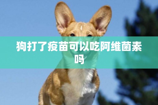 狗打了疫苗可以吃阿維菌素嗎