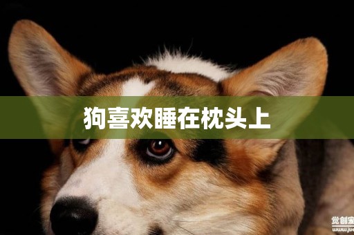 狗喜歡睡在枕頭上