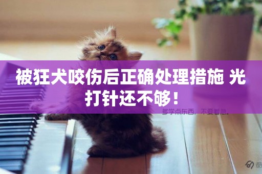 被狂犬咬傷后正確處理措施 光打針還不夠！