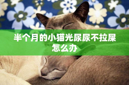 半個月的小貓光尿尿不拉屎怎么辦