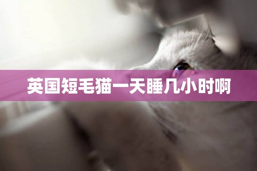 英國短毛貓一天睡幾小時啊