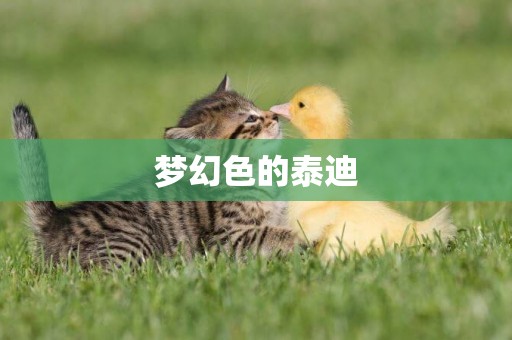 夢幻色的泰迪