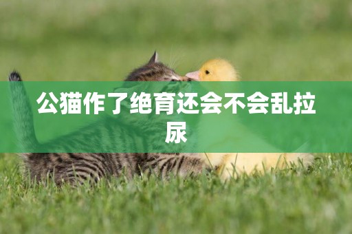 公貓作了絕育還會不會亂拉尿