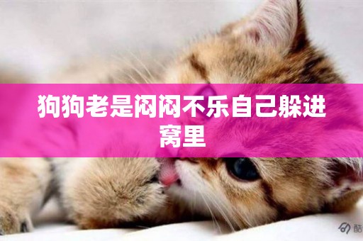 狗狗老是悶悶不樂自己躲進窩里