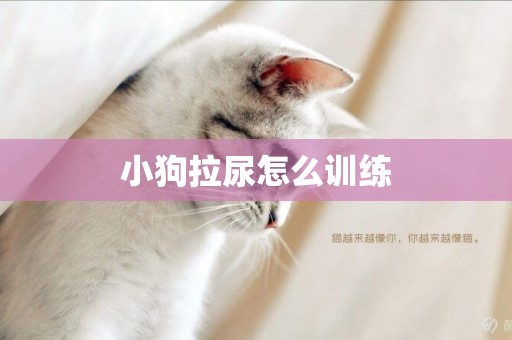 小狗拉尿怎么訓練