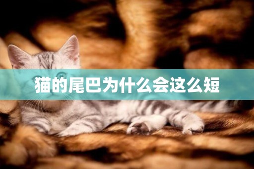貓的尾巴為什么會這么短