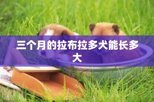 三個月的拉布拉多犬能長多大